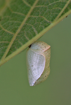 Goatweed Leafwing chrysalis